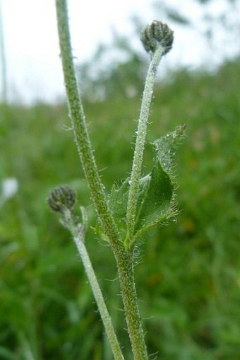 Hieracium pedunculare