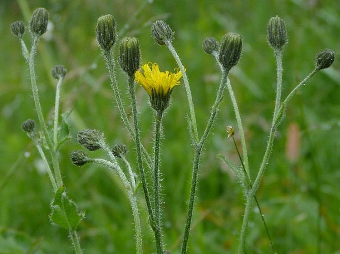 Hieracium pedunculare