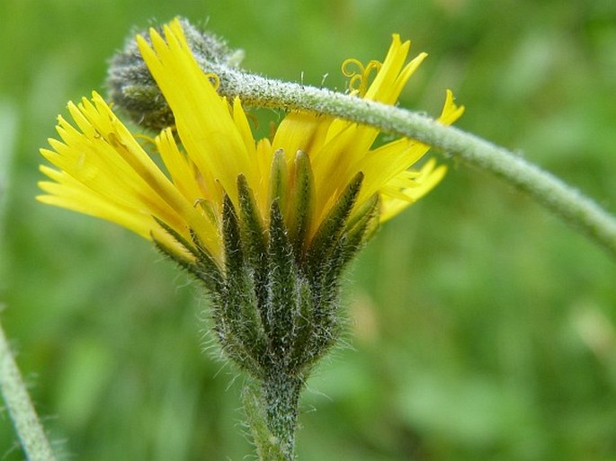 HIERACIUM PEDUNCULARE Tausch ex R. Uechtr. – jestřábník stopkatý / jastrabník