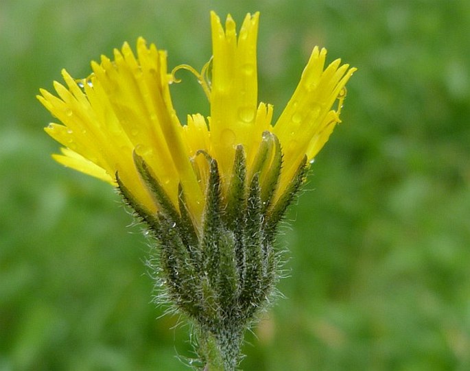 Hieracium pedunculare