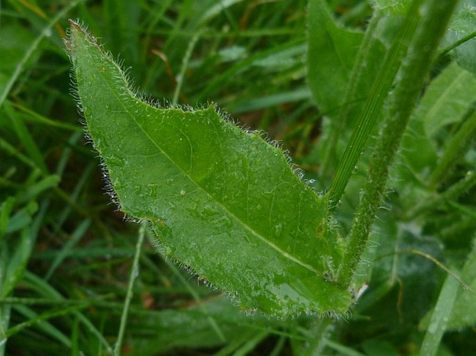 Hieracium pedunculare