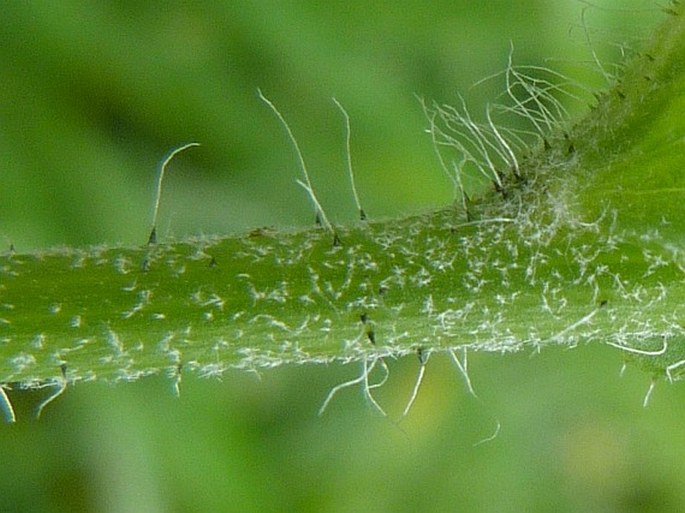 Hieracium pedunculare