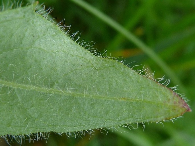 Hieracium pedunculare