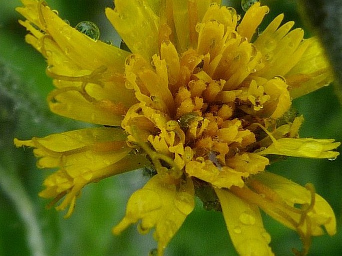 Hieracium pedunculare