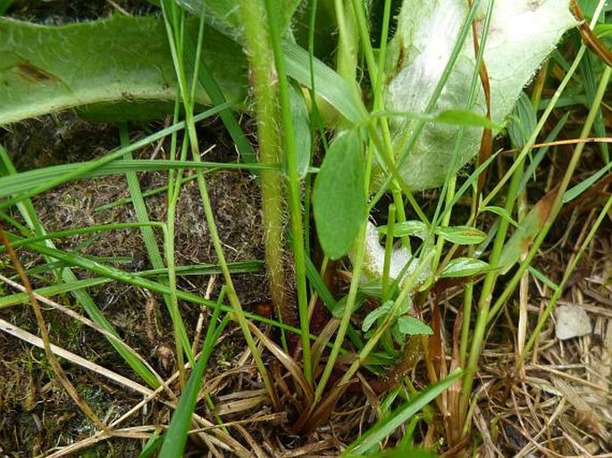 Hieracium pedunculare