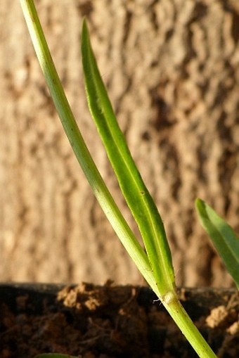 Hieracium piloselloides