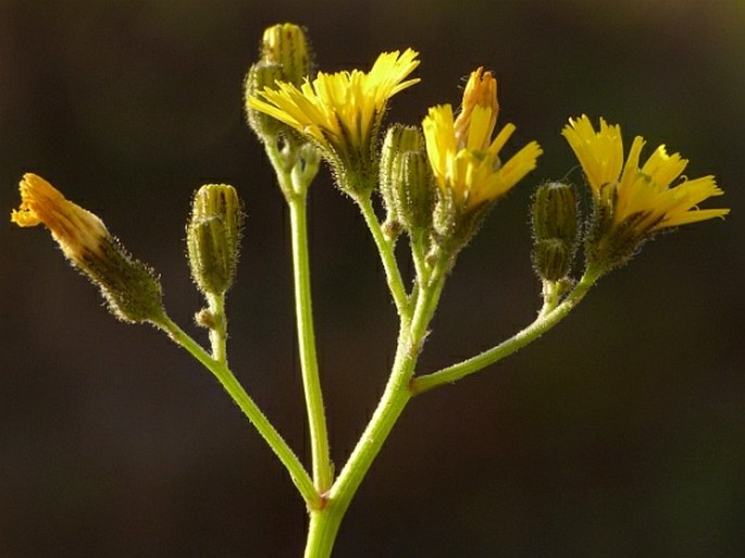 HIERACIUM PILOSELLOIDES Vill. – jestřábník úzkolistý / chlpánik úzkolistý