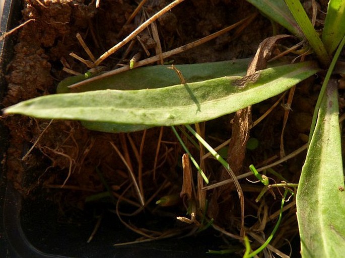 Hieracium piloselloides