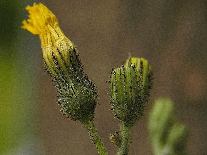 Pilosella piloselloides