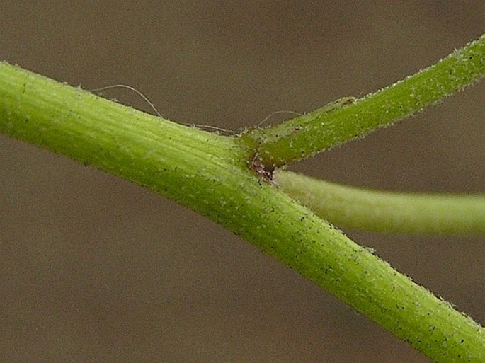 Pilosella piloselloides