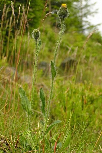 Hieracium rohlenae