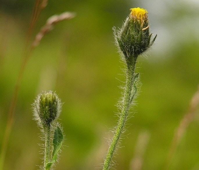 HIERACIUM ROHLENAE Zlatník – jestřábník Rohlenův / jastrabník