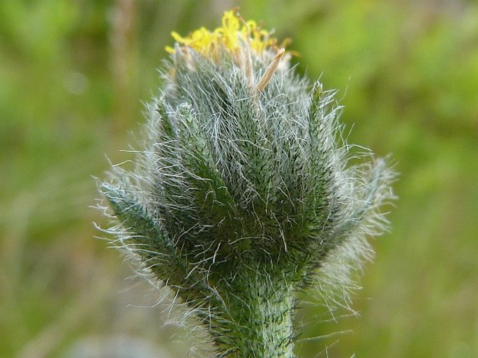 Hieracium rohlenae