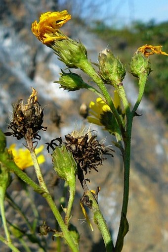 Hieracium sabaudum