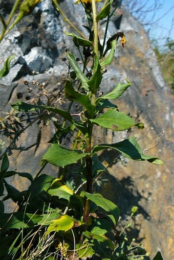 Hieracium sabaudum