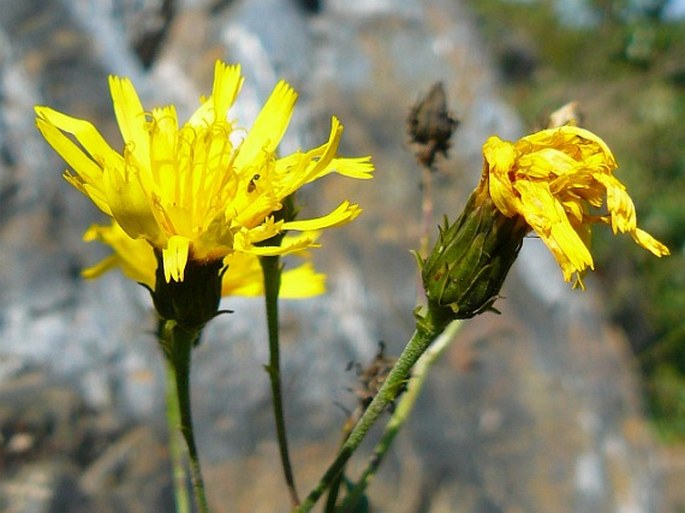 HIERACIUM SABAUDUM L. – jestřábník savojský / jastrabník savojský