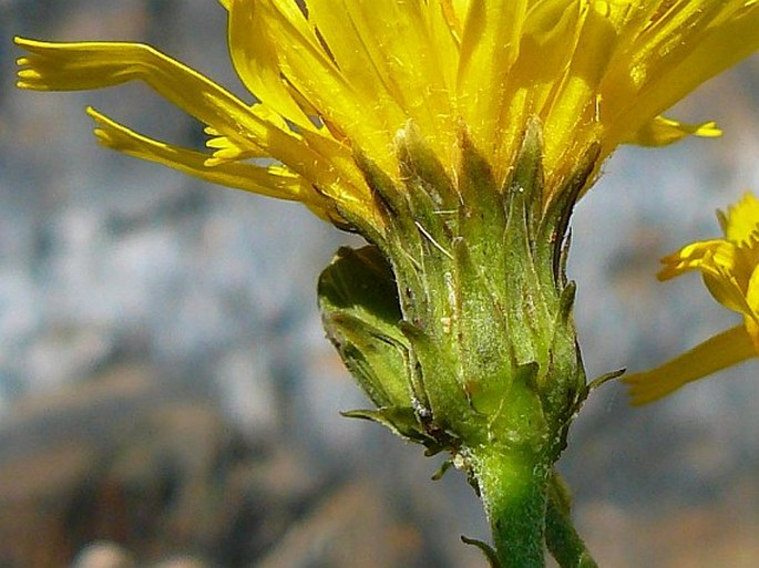 Hieracium sabaudum