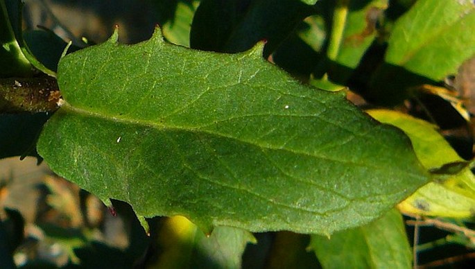 Hieracium sabaudum