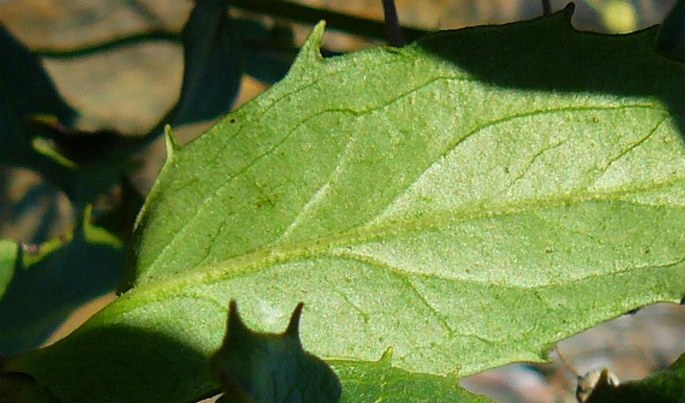 Hieracium sabaudum