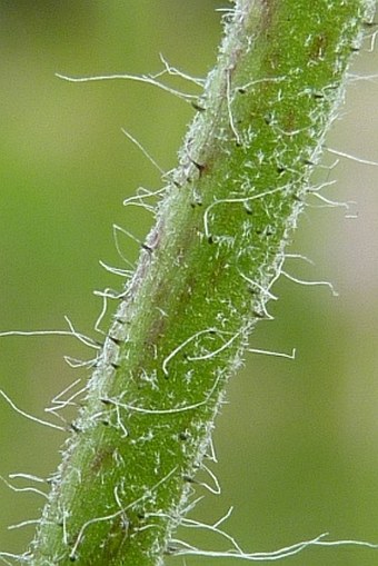 Hieracium schneiderianum