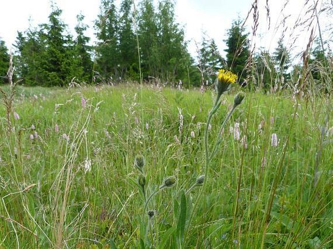 Hieracium schneiderianum