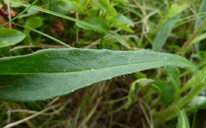 Hieracium schneiderianum