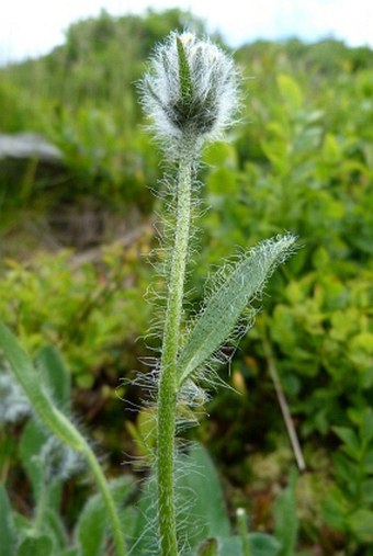 Hieracium tubulosum