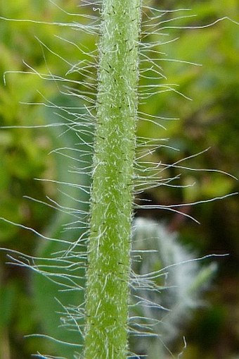 Hieracium tubulosum