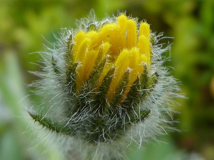 Hieracium tubulosum