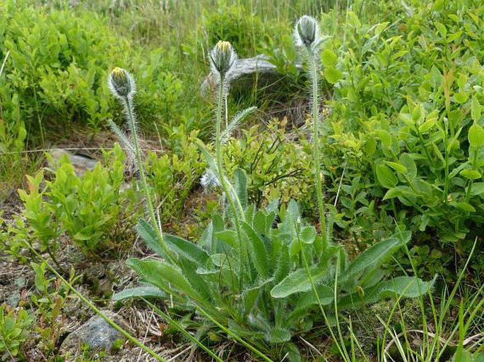 Hieracium tubulosum