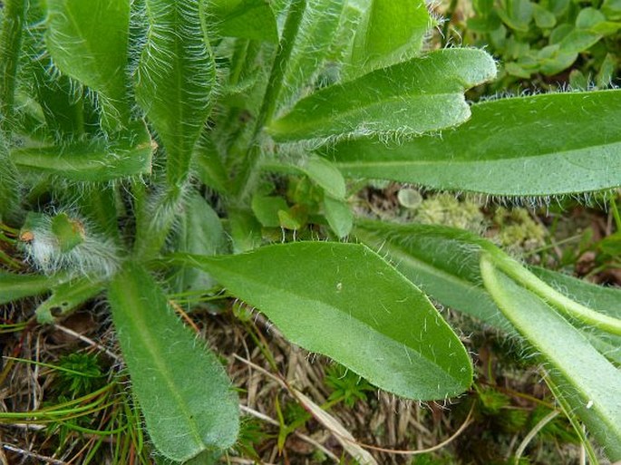 Hieracium tubulosum