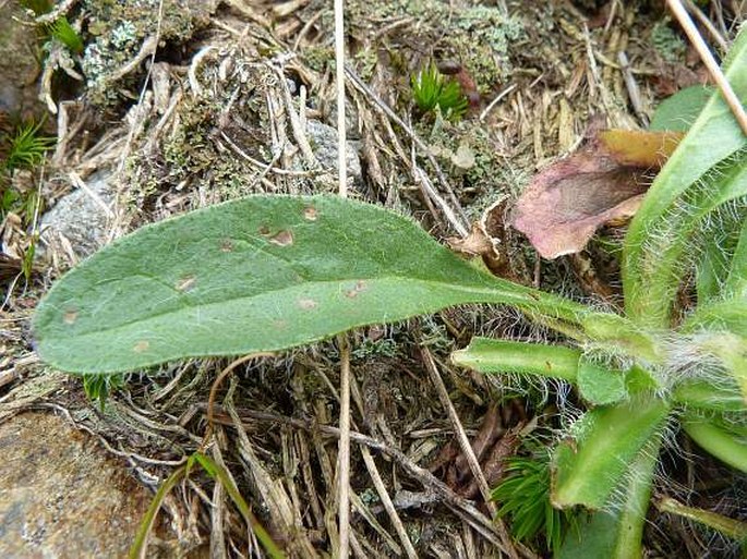 Hieracium tubulosum