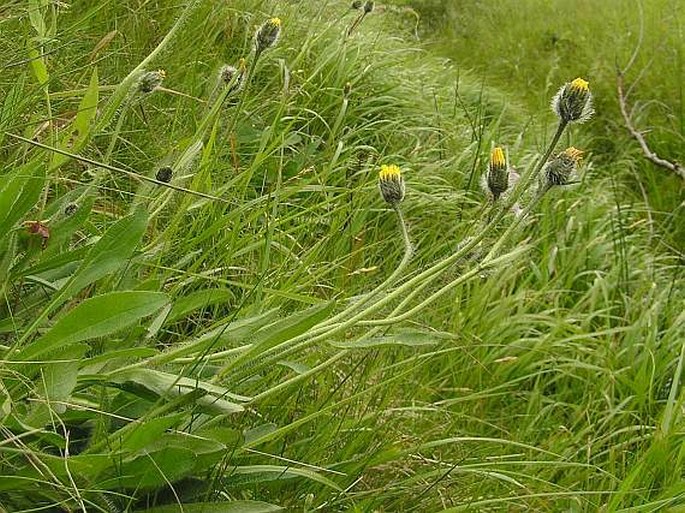 Hieracium tubulosum