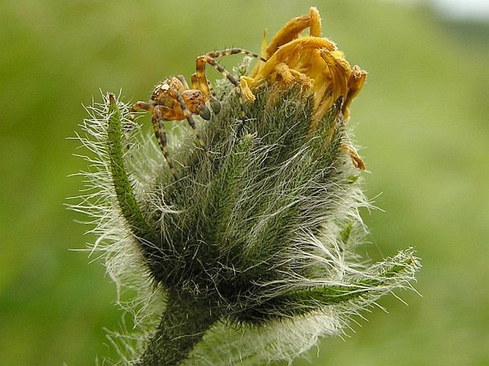 Hieracium tubulosum