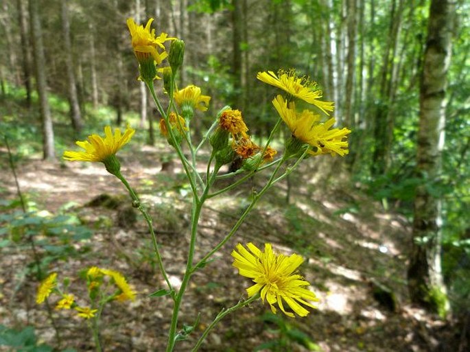 HIERACIUM LAEVIGATUM Willd. – jestřábník hladký / jastrabník hladký