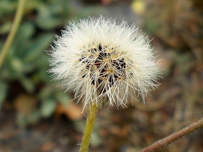 Hieracium schmidtii