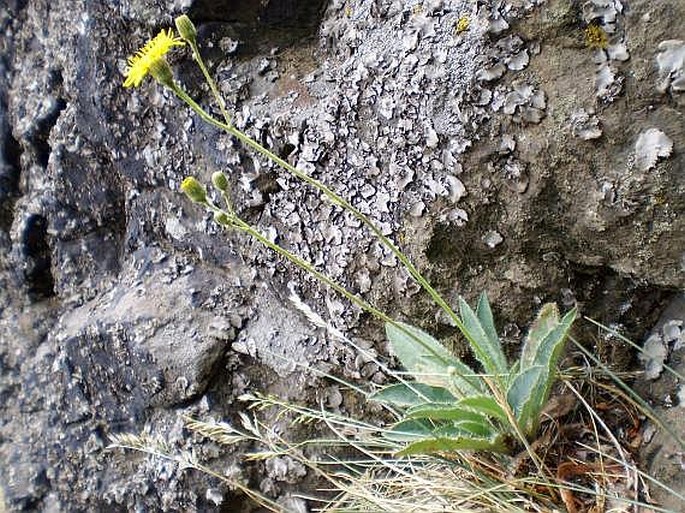 Hieracium schmidtii