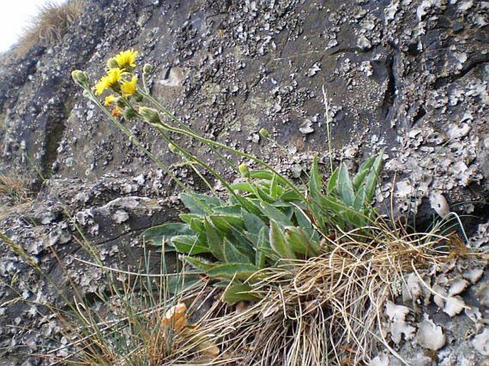 Hieracium schmidtii