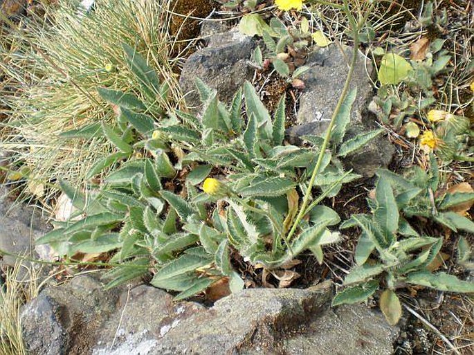 Hieracium schmidtii