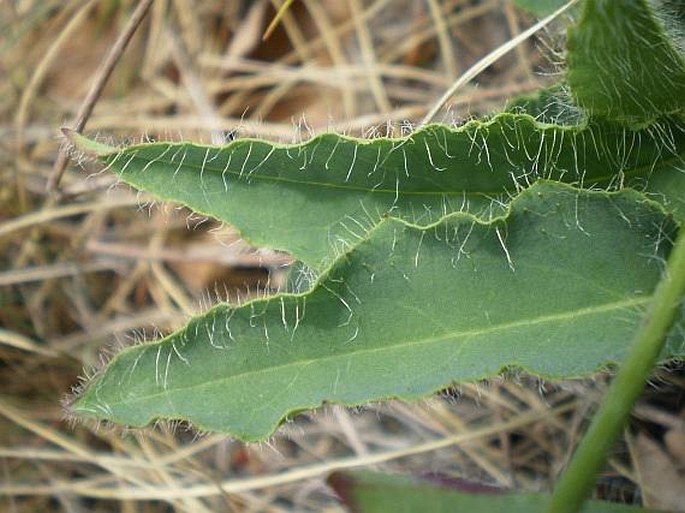 Hieracium schmidtii