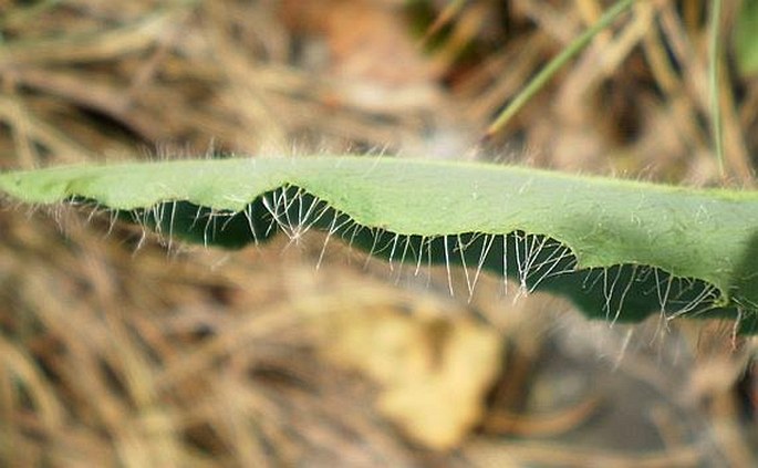 Hieracium schmidtii