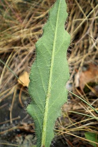 Hieracium schmidtii