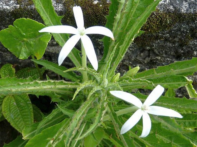 Hippobroma longiflora