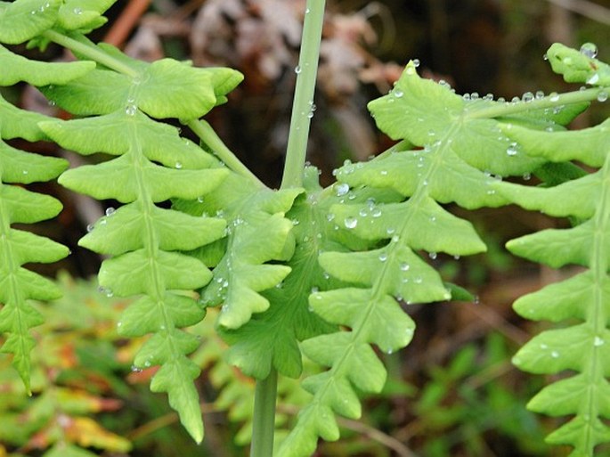 Histiopteris incisa