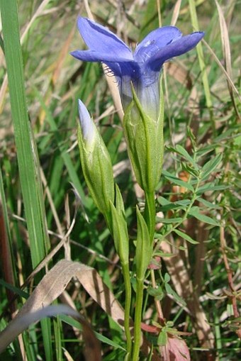 Gentianopsis ciliata