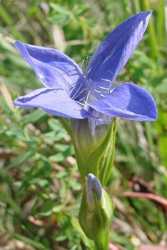 Gentianopsis ciliata