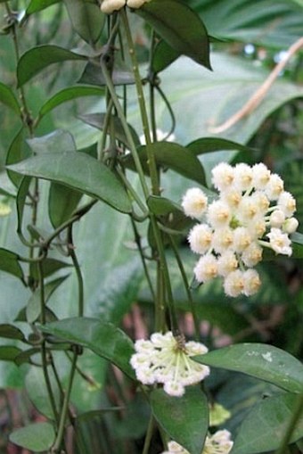 Hoya lacunosa