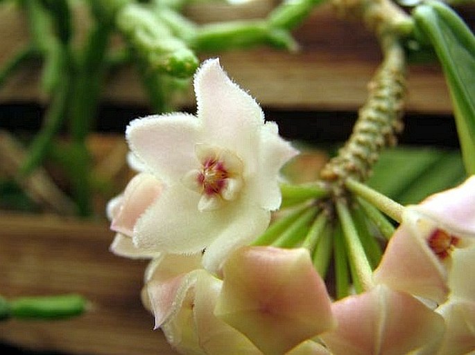 Hoya lacunosa