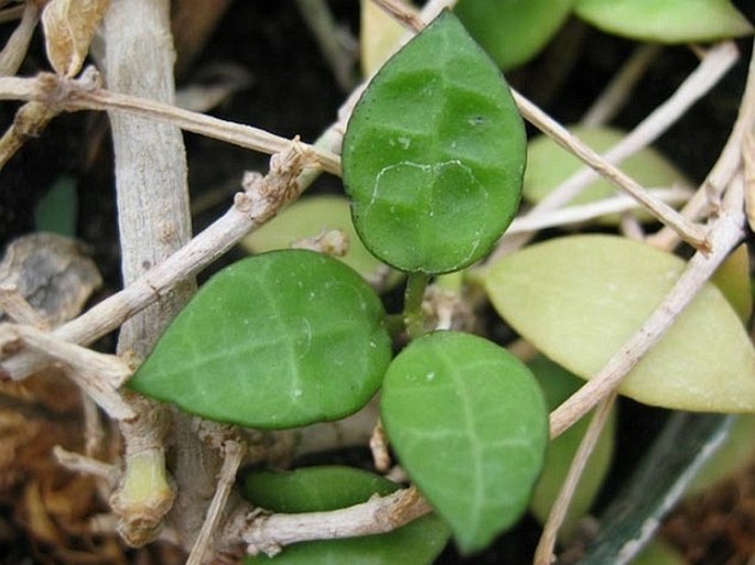 Hoya lacunosa