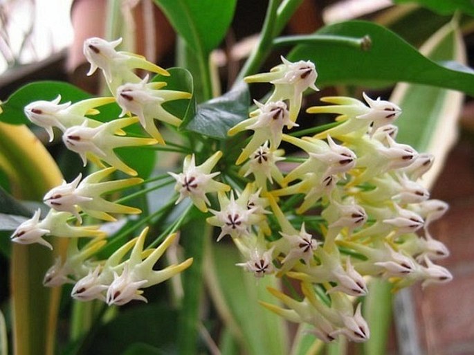 HOYA MULTIFLORA Blume – perlucha